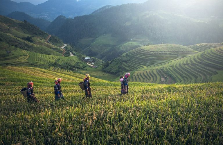 thailand green rice terrace mountain view