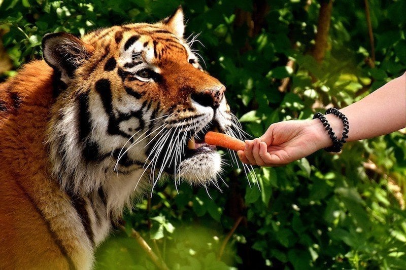 feeding-tiger