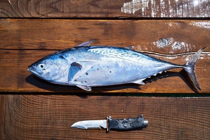 fish knife