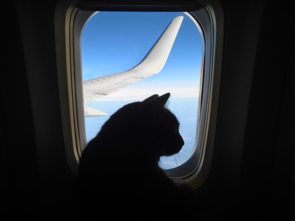Cat Aeroplane Window