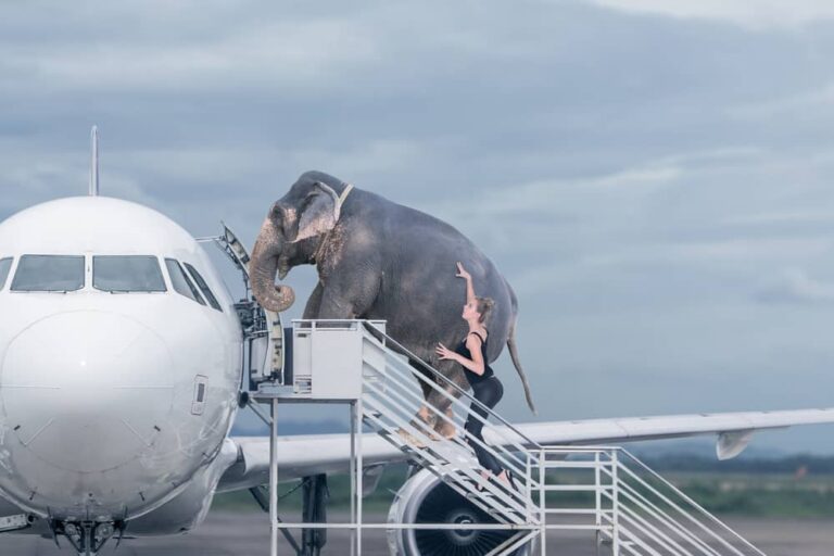 Elephant getting on a plane